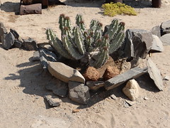cactus in Namibian desert