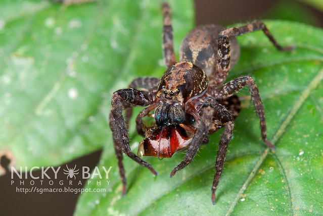 Wandering Spider (Ctenidae) - DSC_8875