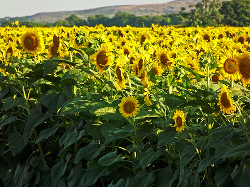 flowers texas tx sunflowers