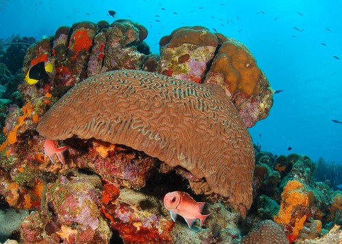 sea fish coral reef bonaire thegalaxy ©allrightsreserved “flickraward” madaleundewaterimages