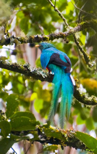 birds costarica wildlife quetzal resplendentquetzal