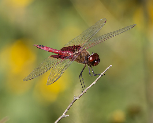 insect texas dragonfly odonata bexarcounty medinarivernaturalarea