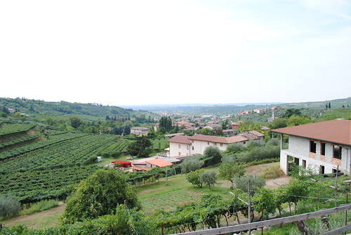 vacation italy alps green vineyard view wine winery 2012 cortesantalda