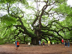 the angel oak tree