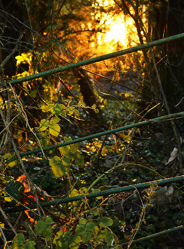 old morning winter nature field sunrise fence lens landscape nikon wildlife january lincolnshire billy backlit 1855mm clapham depth vr bramble wolds utterby d3200