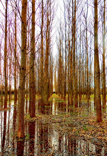 nature eau arbres toulouse forêt inondation hautegaronne peupliers argoulets