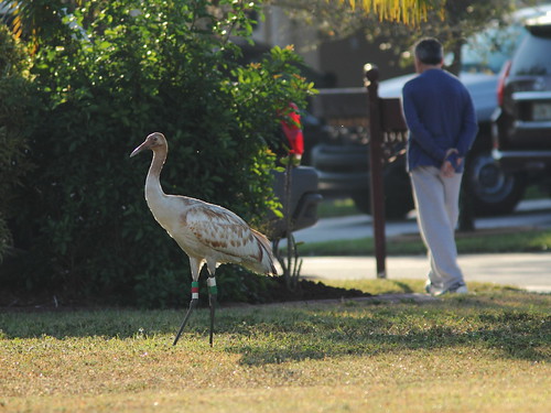 Whooping Crane 15 and pedestrian 20130205