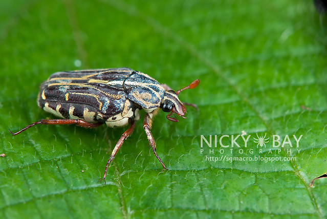 Flower Chafer Beetle (Cetoniidae) - DSC_5352