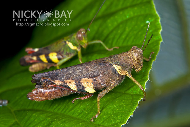 Grasshoppers (Caelifera) - DSC_4006