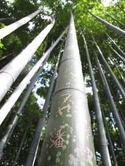 bamboo with graffiti