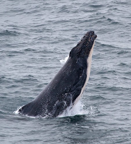 australia nsw whale calf humpbackwhale nswsouthcoast burrewarrapoint canonef100400f4556lisusm canon7d