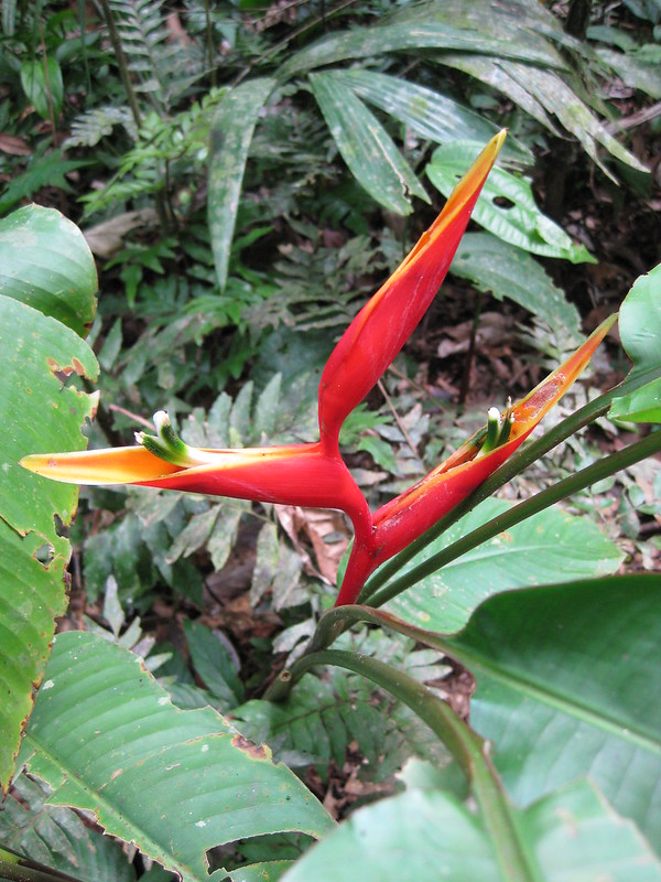 Unidentified flower - relation of the Bird of paradise