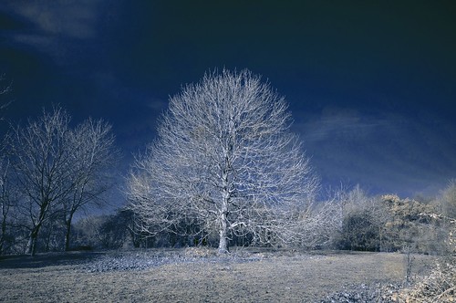 blue winter tree leaves ir nikon wideangle infrared oxfordshire abingdon d5000