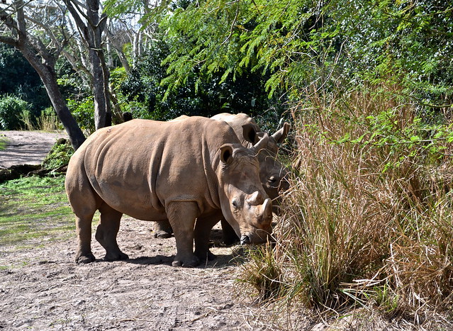 rhinos at the zafaris in the animal kingdom, disney world