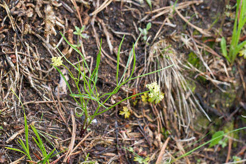 flora organisms apiaceae apiales angiosperms eudicots lomatium coreeudicots asterids lomatiumcusickiiswatsonjmcoultrose penagroup