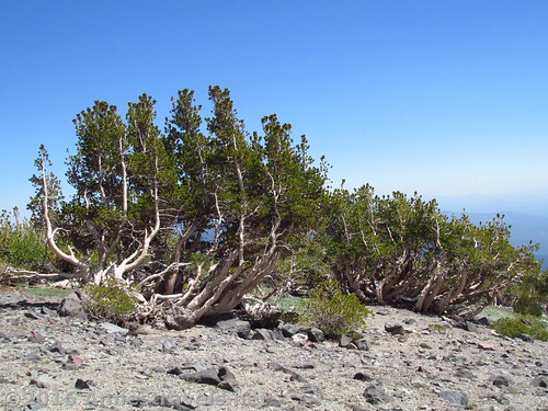 Twisted trees on Mt. Shasta near Butte 9000, Shasta-Trinity National Forest, California