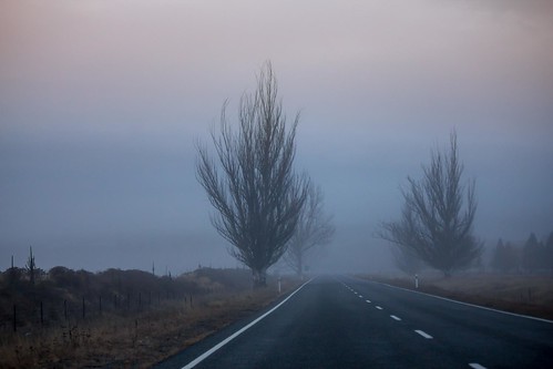 trees newzealand mist fog clouds sunrise foggy canterbury southisland pukaki poplartree mistypukakicanterburynewzealand