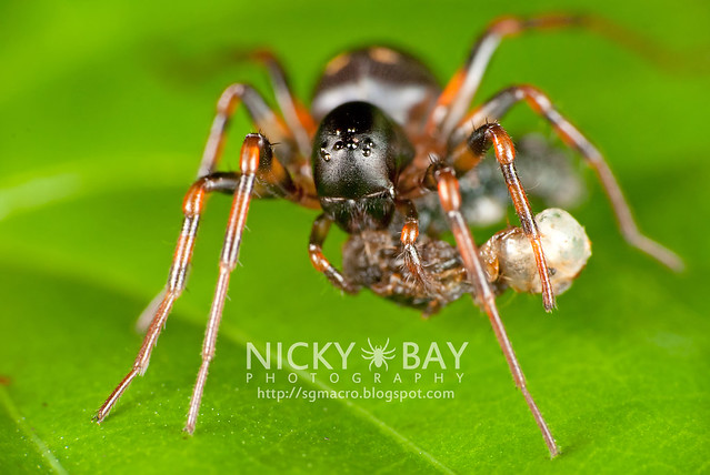 Ground Spider (Mallinella sp.) - DSC_8264