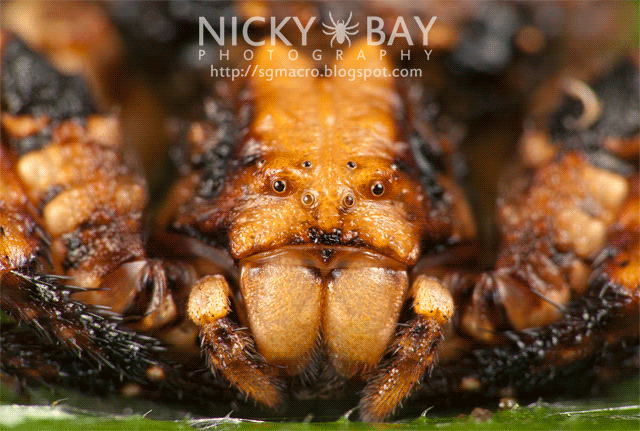 Bird Dung Crab Spider (Phrynarachne sp.) - DSC_7634
