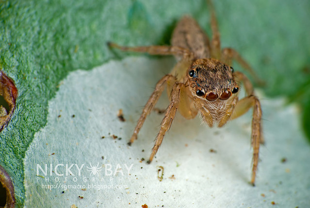 Jumping Spider (Salticidae) - DSC_5948
