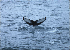 Humpback Whale!