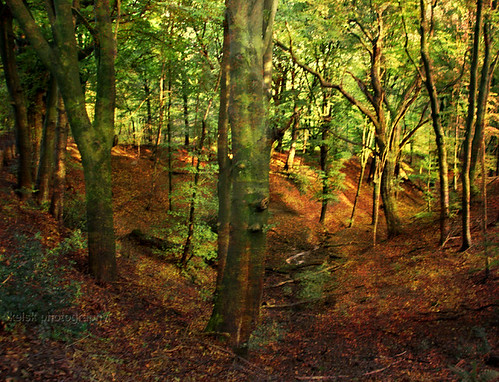 autumn trees holland forest bomen herfst nederland thenetherlands natuur pieterpad bos gelderland stjansberg kelskphotography bestevercompetitiongroup erosiekom stjanshill