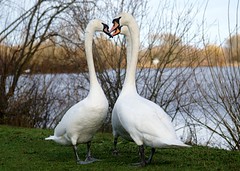 Swan courtship dance