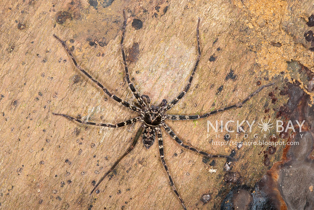 Huntsman Spider (Sparassidae) - DSC_6009