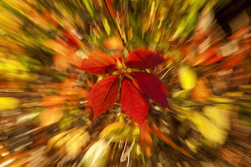 autumn fallleaves fall zoom herbst autumnleaves effect herbstblätter