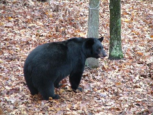 Black bear in the woods 