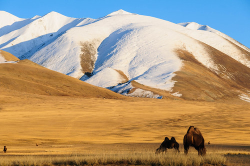 animals mongolia camel olgii naturelandscape bayanolgii