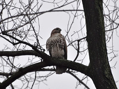Young Red-Tail in the Ravine