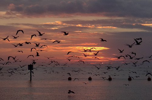 sunset seagulls gulfofmexico birds colorful florida gull gulls flight