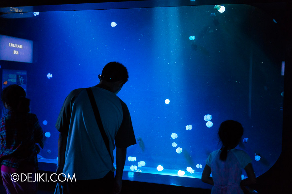S.E.A. Aquarium - Jelly in the Light