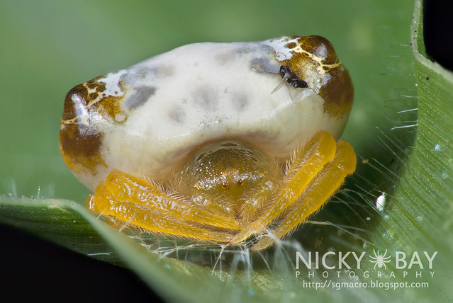Frog Mimic or Bird Dung Spider? (Cyrtarachne sp.) - DSC_9203