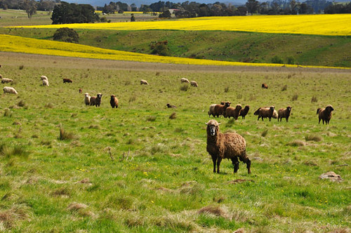 sunshine gold countryside sheep canola fieldsofgold ballan highway8 canolafields leonefabre westofmelbourne regionalvictoria ballanvictoriaaustralia