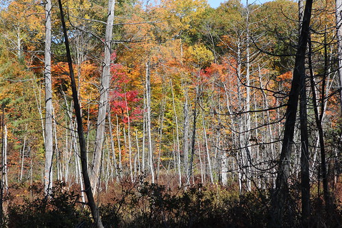 autumn fall colors forest colours parrysound swamp muskoka mapleleaves otterlake d60 redmapleleaves