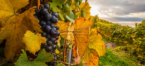 blue autumn red food lake plant color heritage fall nature leaves closeup fruit sunrise season switzerland leaf vineyard juicy healthy berry branch purple geneva natural swiss background cluster seasonal terraces harvest grow lac vine fresh unesco winery alcohol crop grapes bunch growing organic agriculture leman viticulture ripe vaud lavaux chexbres