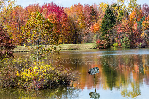 columbus ohio fall colors landscape unitedstates blendonwoods metropark kingsleyswamidoss