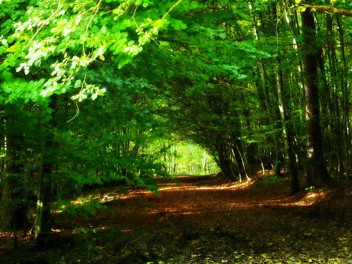 autumn oktober leaves forest way october hessen path herbst tunnel stunden tunel wald weg sieben horas odenwald naturesfinest südhessen supershot abigfave weschnitztal bphotor siebenstundentunnel