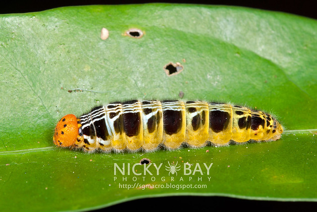 Larva of Orange Awlet (Burara harisa consobrina) - DSC_1372