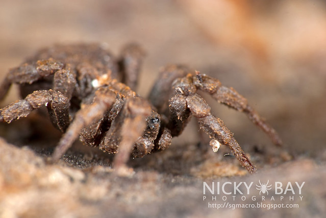 Ground Spider (Cryptothele sundaica) - DSC_0456