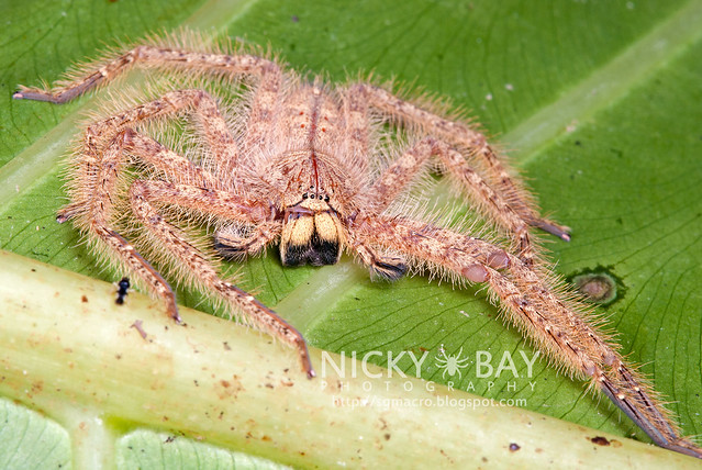 Huntsman Spider (Sparassidae) - DSC_9795