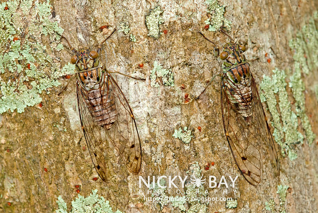 Cicadas (Cicadidae) - DSC_8552