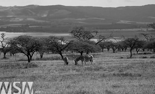 africa game mountains nature animals landscape southafrica countryside dam albertfallsdam
