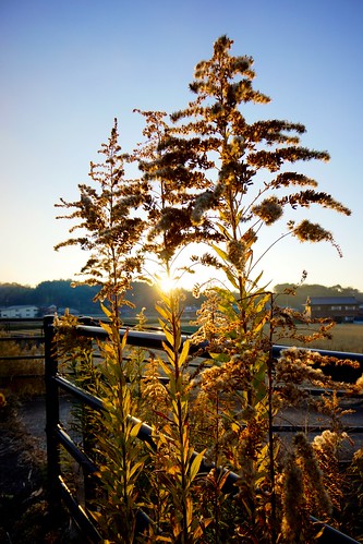 sunset sun plant japan glare sony 植物 夕焼け apsc nex7 sel1018 e1018mmf4oss gettyimagesjapan13q1 ©jakejung
