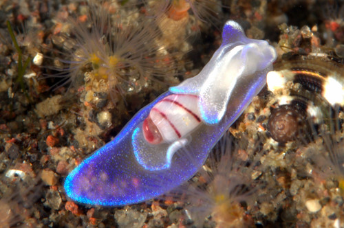 コンシボリガイ