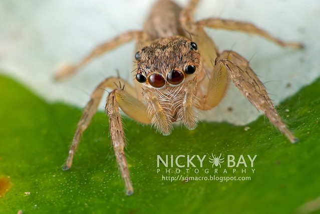 Jumping Spider (Salticidae) - DSC_5955