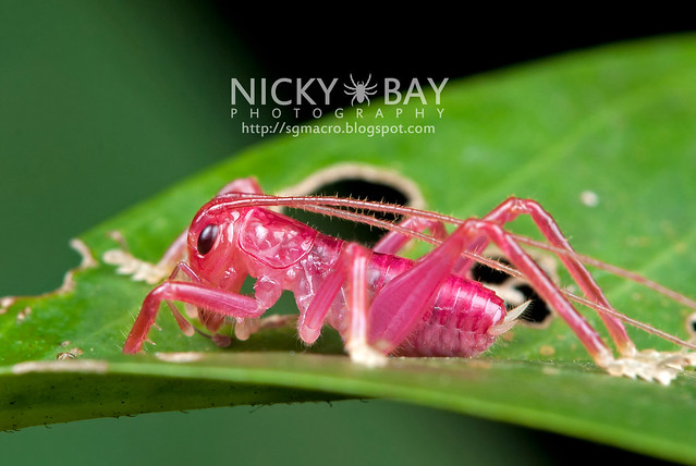 Pink Katydid (Tettigoniidae) - DSC_3233