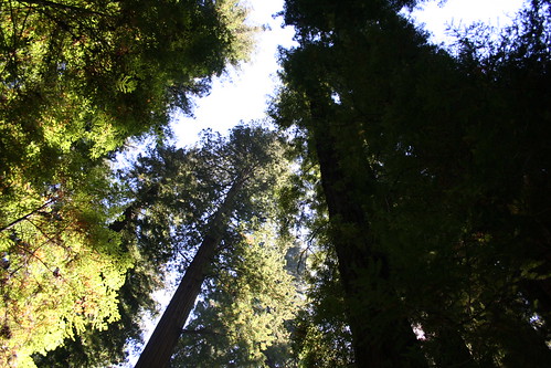 california usa tree forest giants avenue sequoia